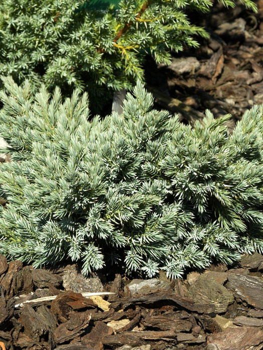 juniperus-blue-star Blauer Zwerg-Wacholder Blue Star