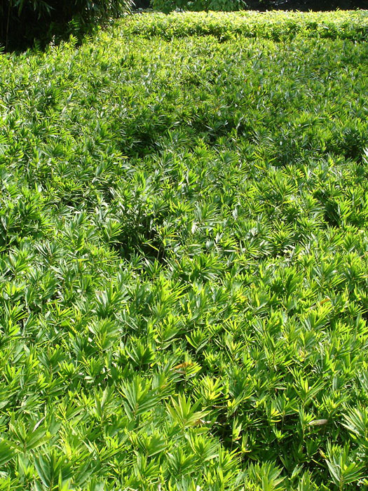 leioplastus-distichus-nah