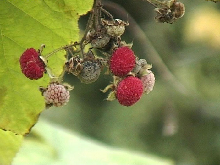 zimthimbeere-fruechte Zimthimbeere Frucht