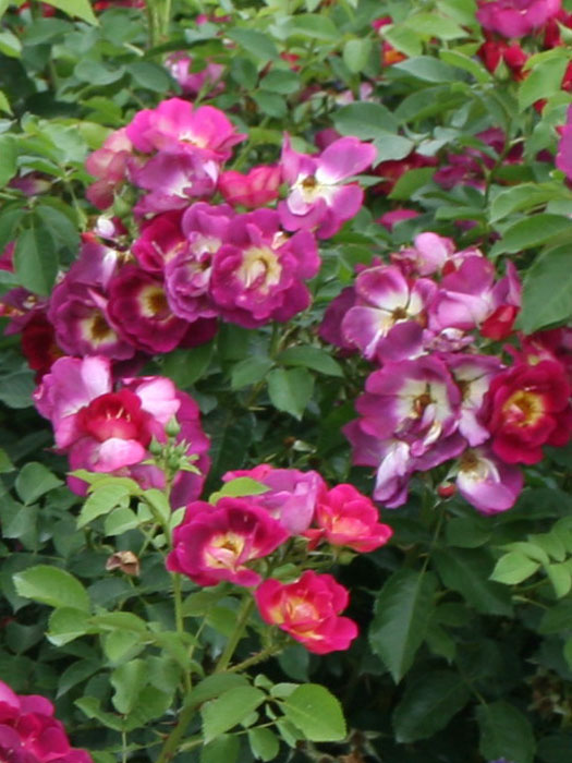 rose-weg-der-sinne Rose Weg der Sinne