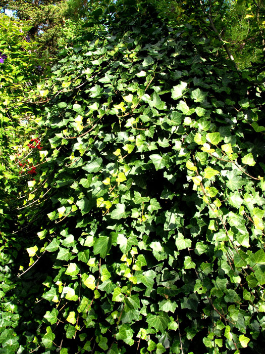 hedera-hibernica55599bb8221db Deckkraft des großblättrigen, irischen Efeus