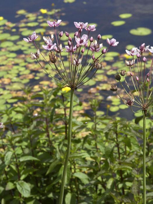 blumenbinse Butomus umbellatus,  Schwanenhals, Blumenbinse