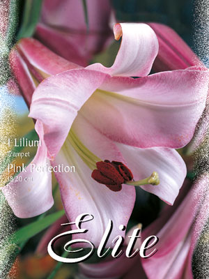 trompeten_lilie_pink_perfektion_76920_0 Trompeten-Lilie 'Pink Perfektion' (Art.Nr. 597048)