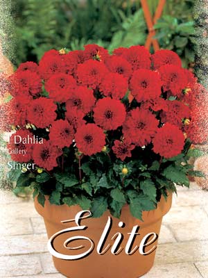 singer_76304_0 Gallery-Dahlie 'Singer', Dahlia (Art.Nr. 520532)