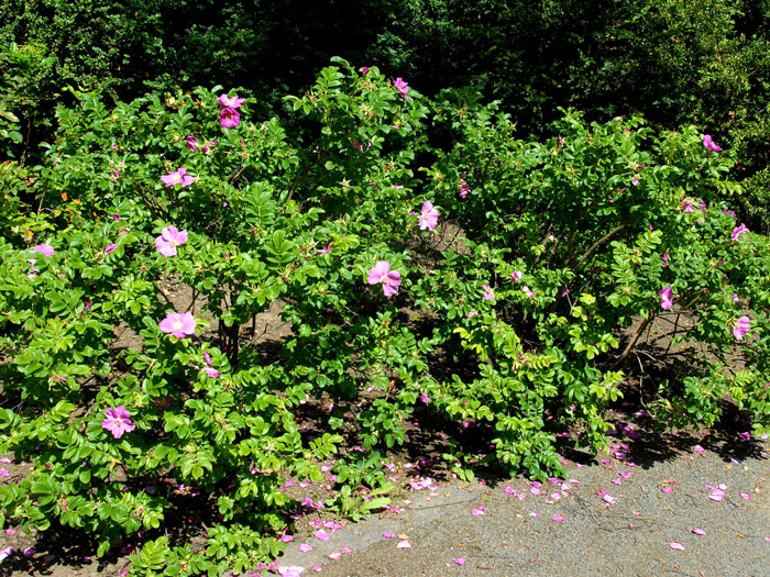 rosa-rugosa-strauch