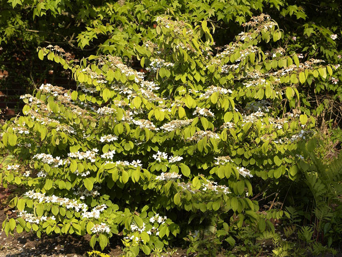 viburnum-mariesii Japanischer Schneeball Mariesii