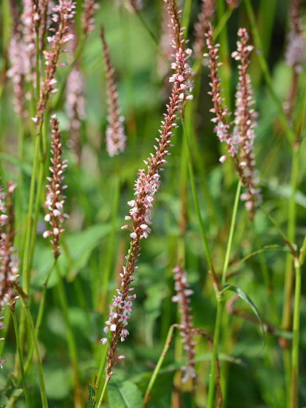 Kerzenknöterich Roseum Kerzenknoeterich Roseum