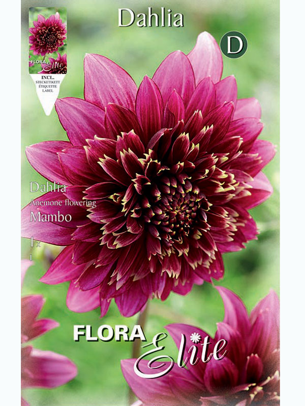 dahlia-mambo Anemonenblütige Dahlie 'Mambo', Dahlia (Art.Nr.5206495)