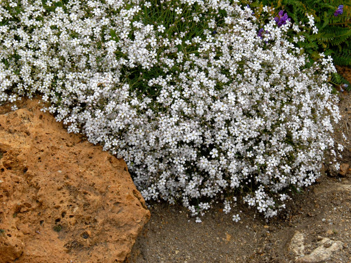 schleierkraut Das Zwergschleierkraut