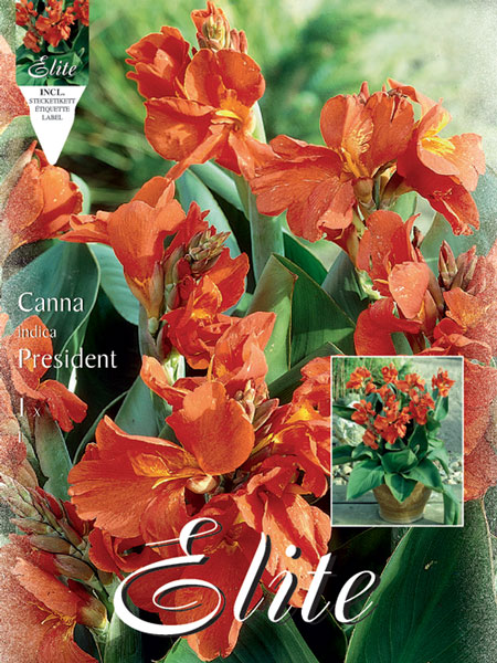 canna_president_1_79052_0 Zwerg-Canna 'President', Canna indica (Art.Nr. 521019)