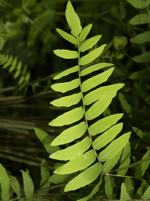 osmunda-regalis-blatt Osmunda regalis, Königsfarn