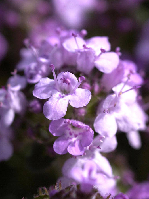 thymus-serpyllum Thymus serpyllum, Sandthymian, Teppich-Thymian