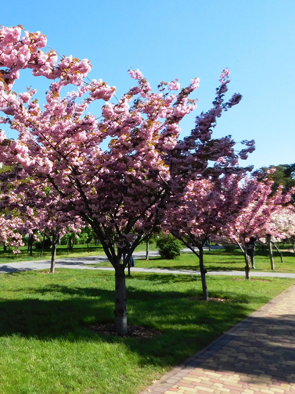 Prunus serrulata 'Kanzan' - Stämmchen Prunus serrulata 'Kanzan' - Stämmchen