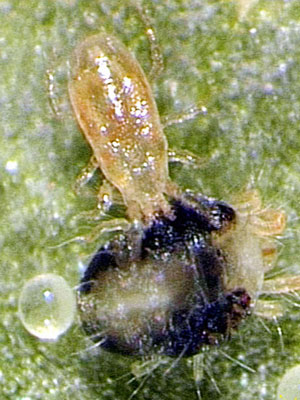 amblyseius_raubmilbe_80538_0