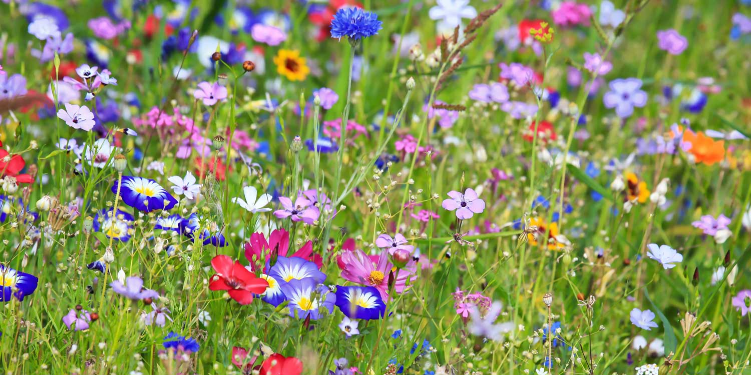 Nahaufnahme Wildblumenwiese Nahaufnahme Wildblumenwiese