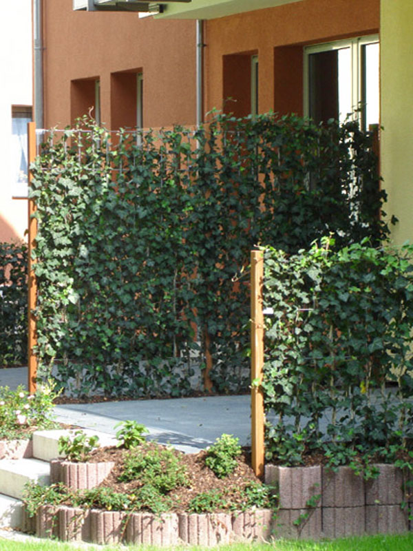 Efeu-Heckenelemente 'Woerneri' in verschiedenen Höhen auf einer Terrasse