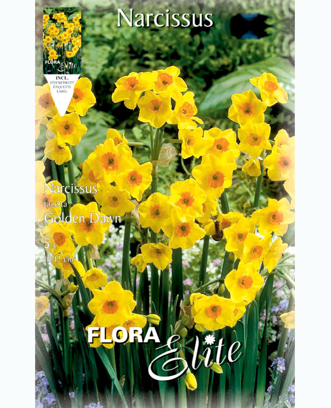 narzisse-golden-dawn