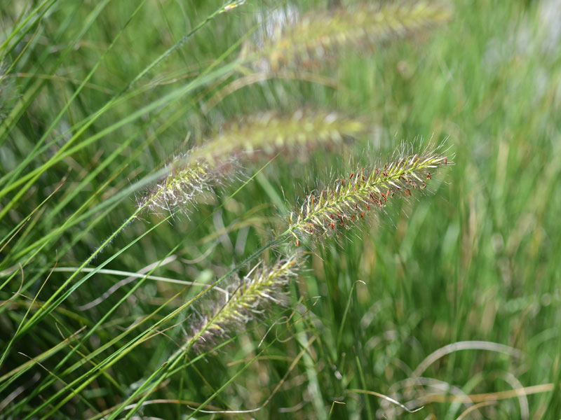 Nahaufnahme Pennisetum Hameln