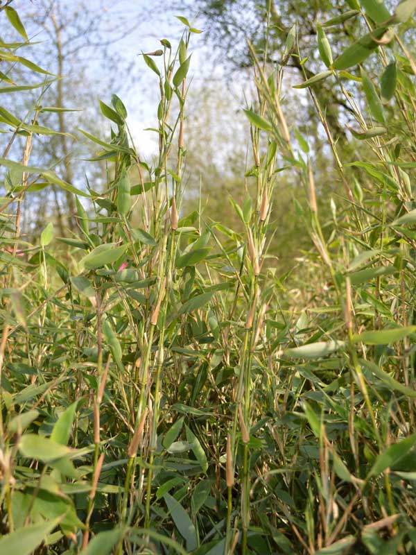 Blaetter und Halme des Fargesia Maasai