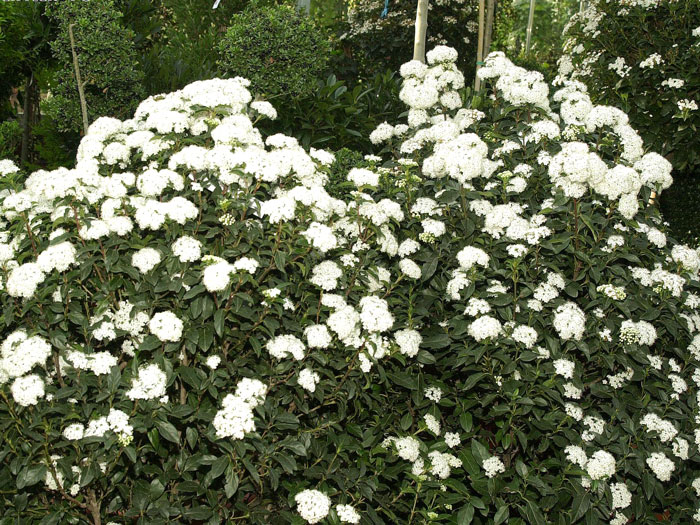 viburnum-tinus Lorbeer-Schneeball Strauch