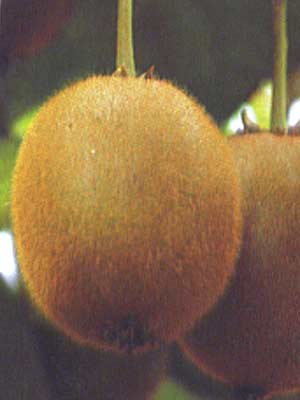 kiwi Frucht der weiblichen Kiwipflanze Hayward