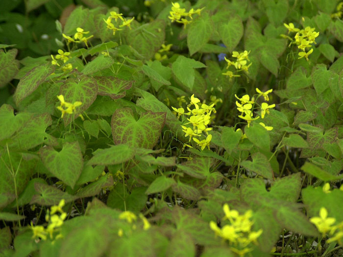epimedium-frohnleiten-bluete Blatt und Blüte der Elfenblume 'Frohnleiten'