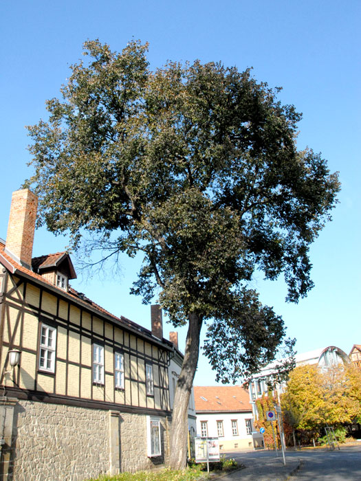 ulmus-glabra Ulmus glabra, Bergulme
