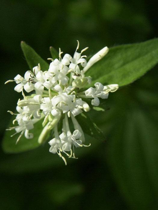 asperula-taurina Asperula taurina, Großer Waldmeister