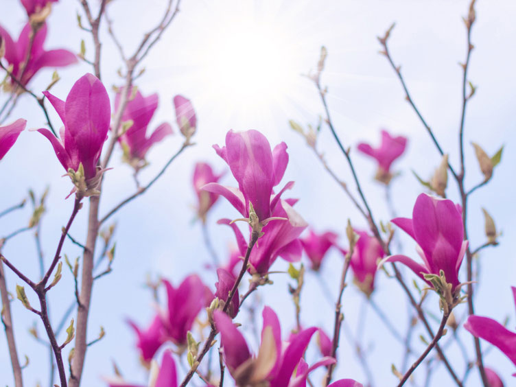 magnolia-vulcan5a152f05bdc09