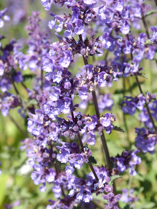 nepeta-walkers-low-bluete Blte der Katzenminze Walkers Low