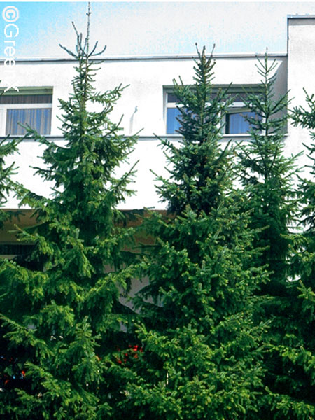 serbische_fichte_41310_2 Lockere Hecken-Pflanzung mit der serbischen Fichte