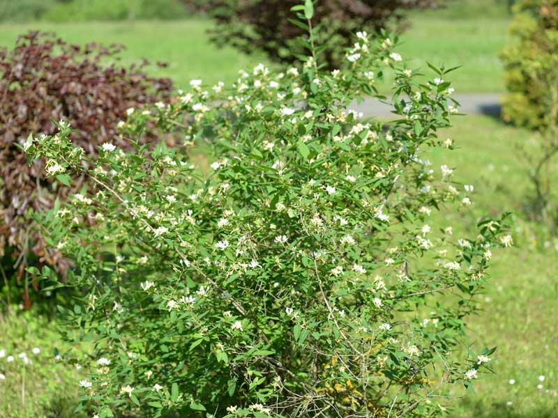 Jungpflanze der Gewoehnlichen Heckenkirsche