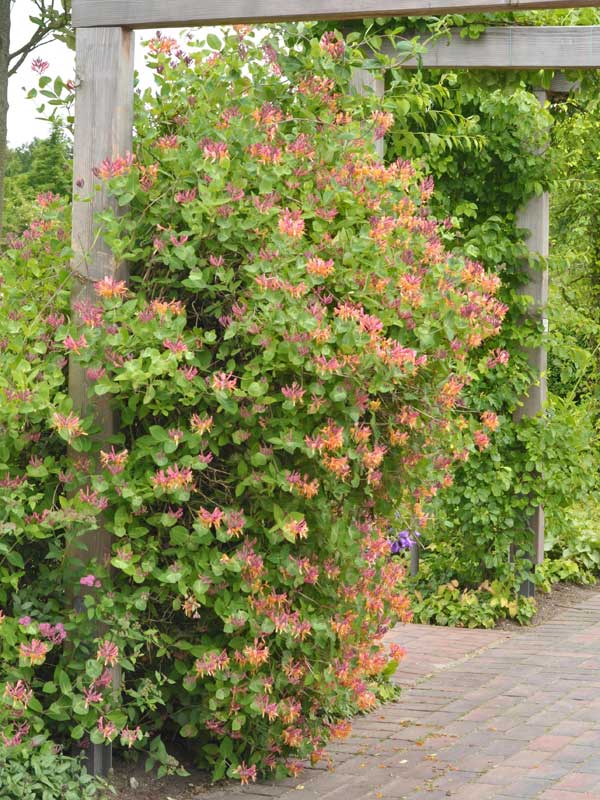 Lonicera periclymenum Serotina wächst an einer Rankhilfe
