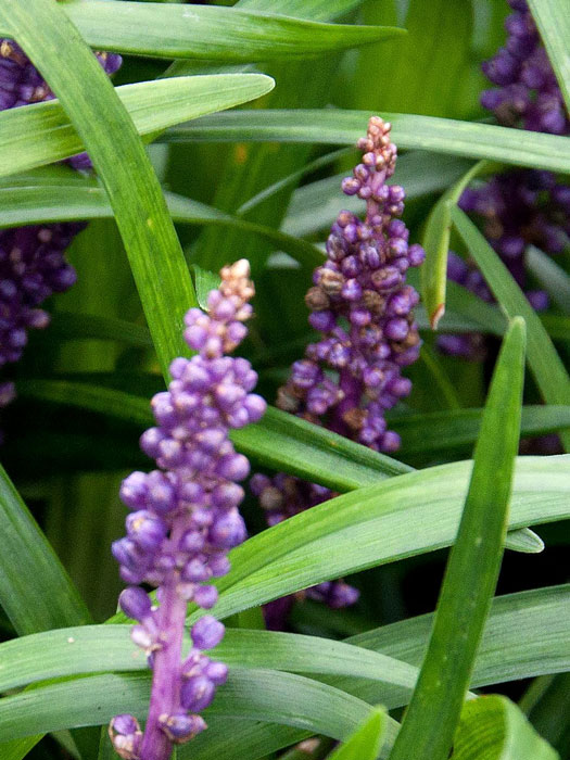 liriope-big-blue Liriope muscari 'Big Blue', Lilientraube, Glöckchentraube