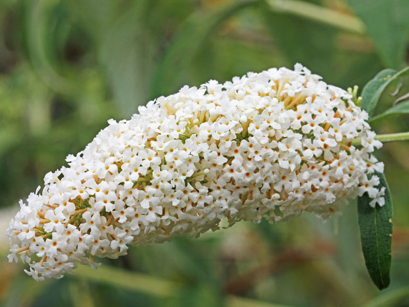 Bluete des Buddleja davidii Butterfly Candy Little White