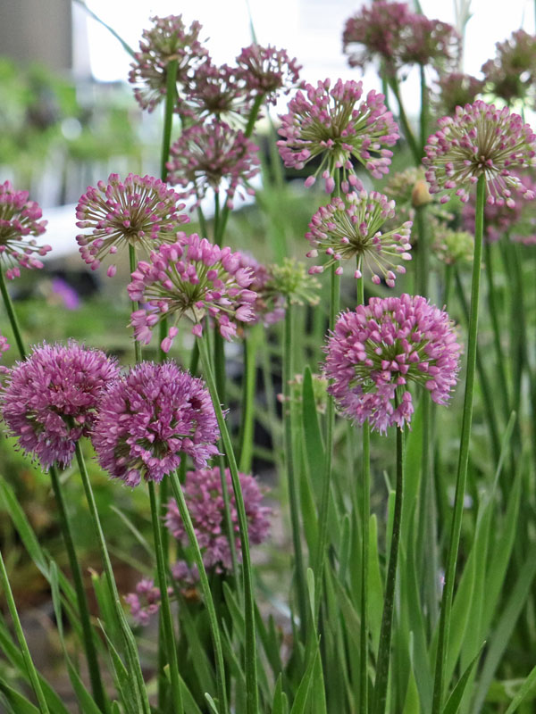 Zierlauch Lavender Bubbles