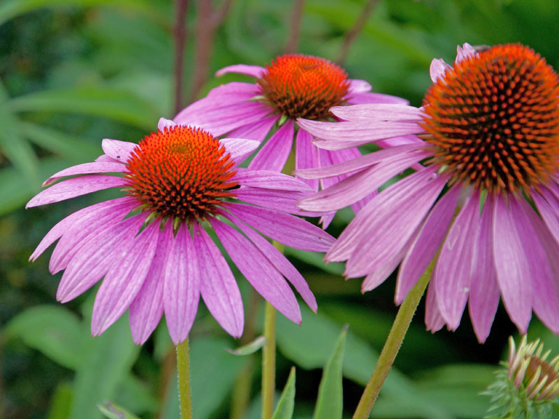 Nahaufnahme der Blüten von Echinacea Augustkönigin