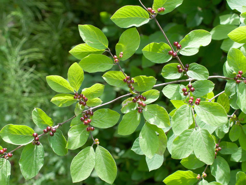 Ast mit Fruechten der Gewoehnlichen Heckenkirsche