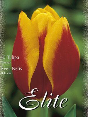 tulipa_kees_nelis_triumph Triumph-Tulpe 'Kees Nelis' (Art.Nr. 595232)