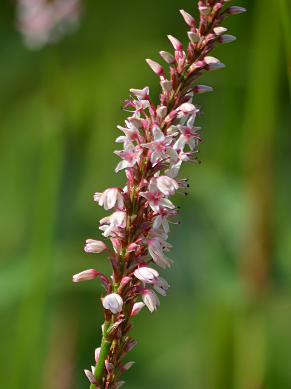 Nahaufnahme Blüte Bisorta Roseum Nahaufnahme der Bluete des Bistorta Roseum