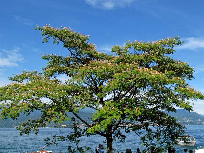 Krone eines Albizia julibrissin Baums