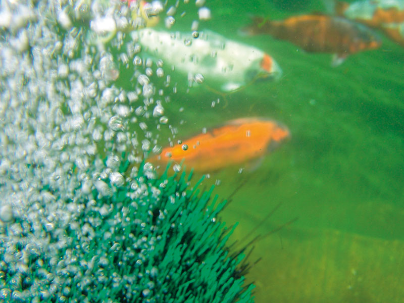 OASE OxyTex 400 im Teich mit Fischen