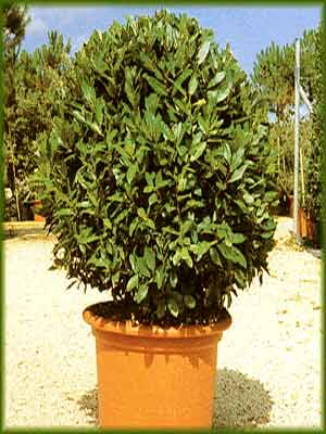 laurus_nobilis_j5