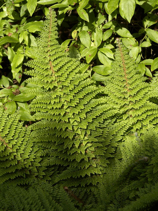 polystichum-plumosum-densum Polystichum setiferum 'Plumosum Densum', Flaumfeder Filigranfarn