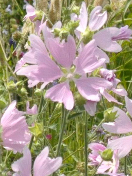 lavatera-thuringiaca Lavatera thuringiaca, Buschmalve, Thüringer Strauchpappel