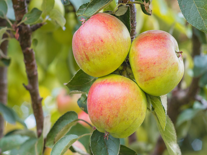 Apfel Mantet