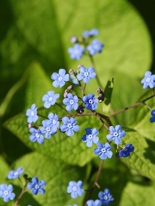 Nahaufnahme Bluete Kaukasus-Vergissmeinnicht