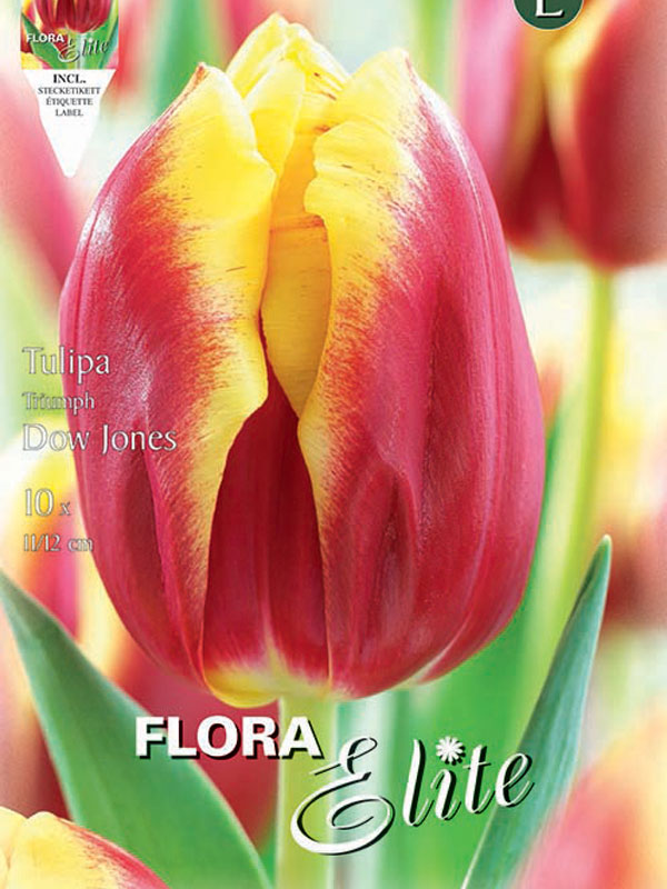 Tulpe-Dow-Jones Tulpe Dow Jones