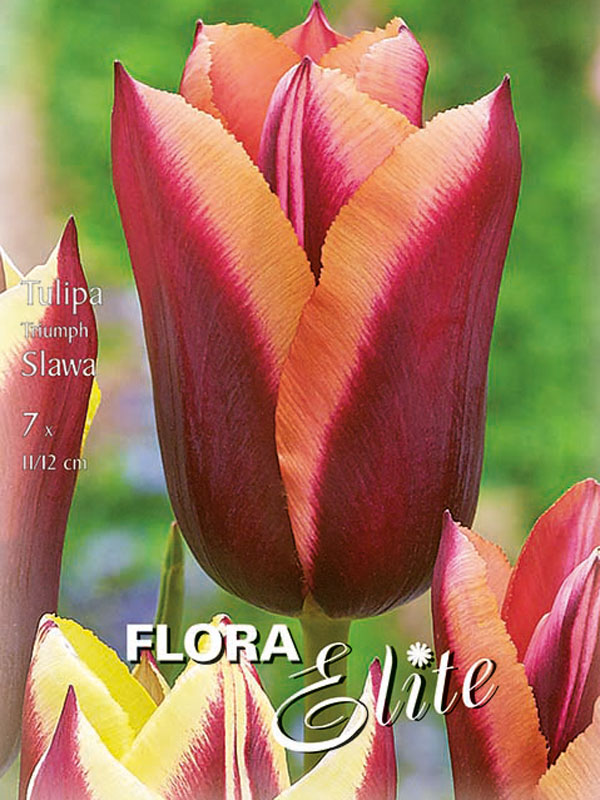 Triumph-Tulpe Slawa dunkelpurpurrot mit orange-farbenem Rand