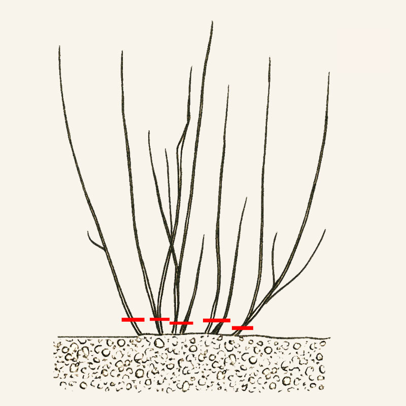 Anleitungsskizze zum Rueckschnitt von Herbsthimbeerstraeucher